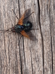 Chetogaster violacea-viridis