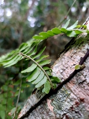 Arthropteris palisotii