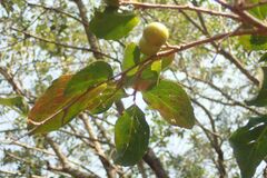 Flacourtia indica