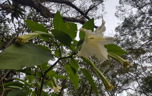 Brugmansia suaveolens