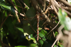 Austroaeschna unicornis