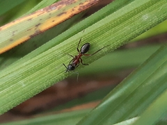Camponotus innexus
