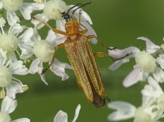 Oedemera podagrariae