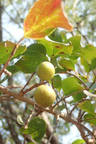 Image of Flacourtia indica by no rights reserved