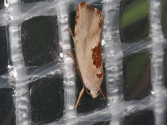 Tymbophora peltastis