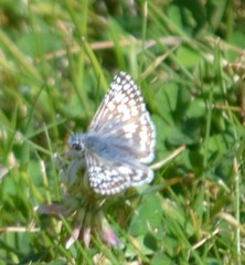 Burnsius communis