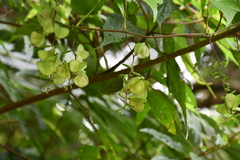 Dioscoreaceae
