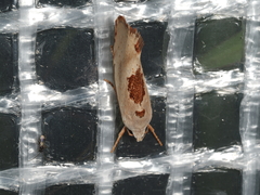 Tymbophora peltastis