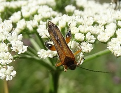 Oedemera podagrariae