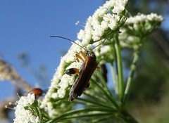 Oedemera podagrariae
