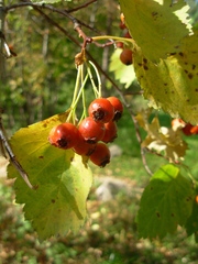 Crataegus