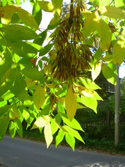 Fraxinus pennsylvanica