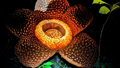 Rafflesia arnoldii