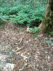 Manis pentadactyla pentadactyla