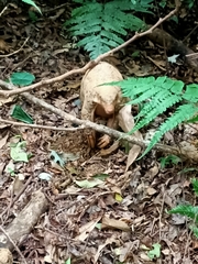 Manis pentadactyla pentadactyla