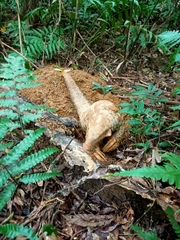 Manis pentadactyla pentadactyla