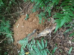 Manis pentadactyla pentadactyla