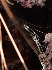 Isodontia