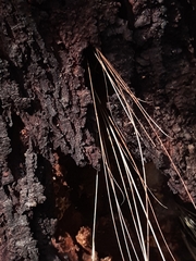 Isodontia