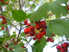 Crataegus