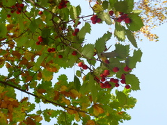 Crataegus