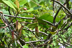 Nepenthes gracilis