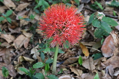 Scadoxus multiflorus