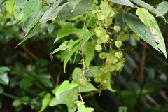 Dioscoreaceae