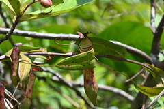 Nepenthes gracilis