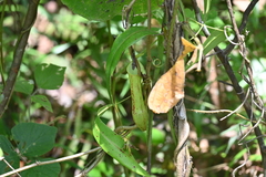 Nepenthes gracilis
