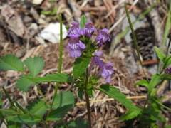 Galeopsis ladanum