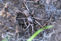 Calisoga longitarsis