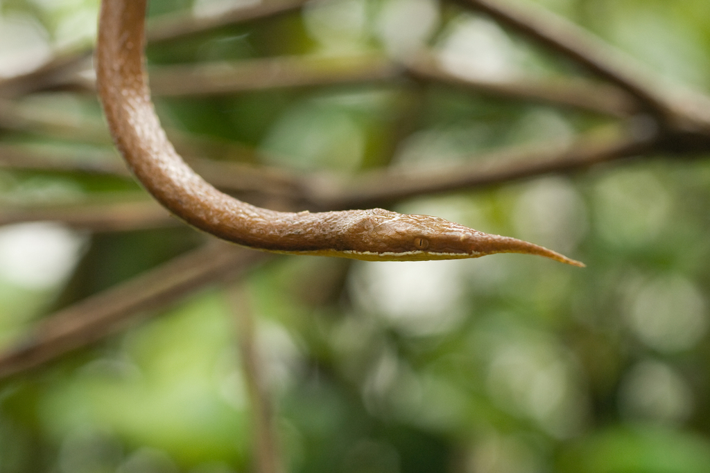Madagascar Leaf-Nosed Snake
