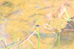 Indothemis