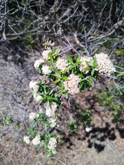 Ozothamnus ferrugineus