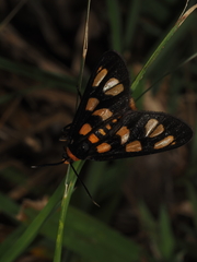 Amata nigriceps