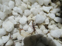 Ossibia fuscata