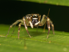 Tauala lepidus
