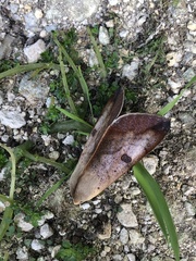 Ophiusa arfaki
