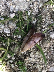 Ophiusa arfaki
