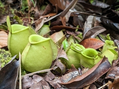 Nepenthes ampullaria