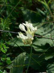 Astragalus albicaulis