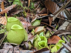 Nepenthes ampullaria