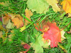 Acer platanoides