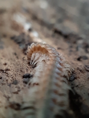 Polydesmus complanatus