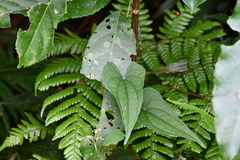Dioscoreaceae