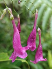 Strobilanthes hamiltoniana