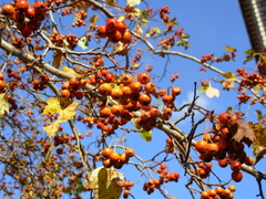 Crataegus