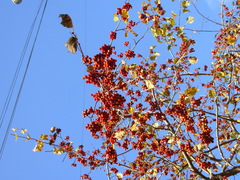 Crataegus