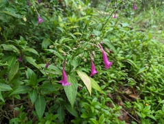 Strobilanthes hamiltoniana